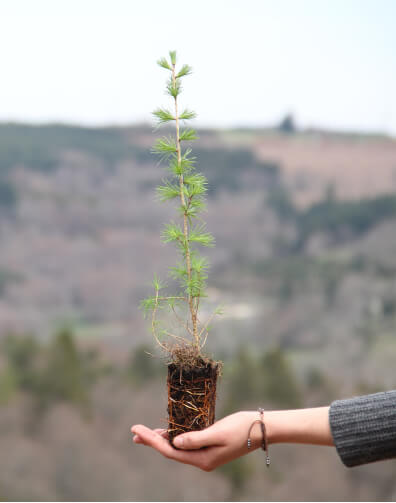 jeune arbre empreinte carbone