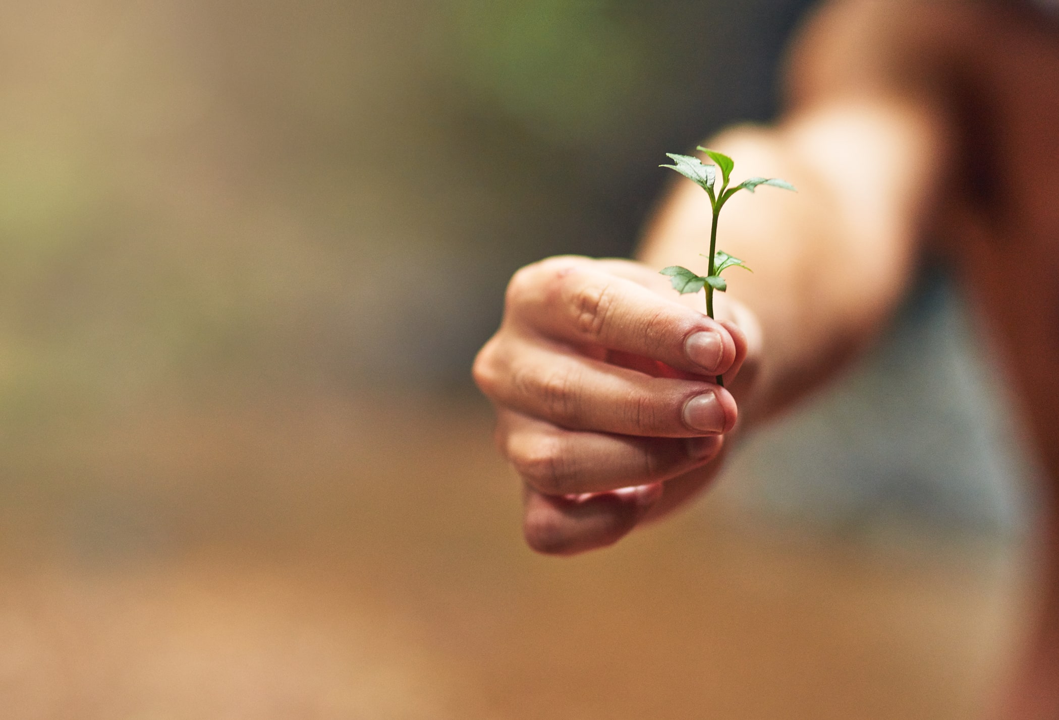 Illustration de deux mains avec une plante verte